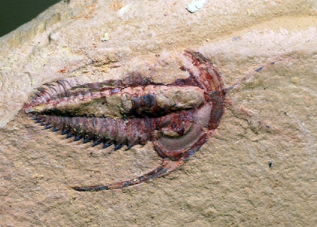 Eoredlichia Trilobite with Preserved Antennae 