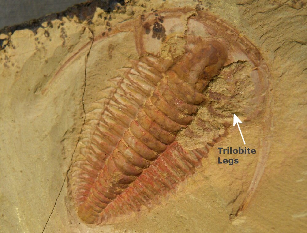 Eoredlichia intermedia Trilobite from Chengjiang Maotianshan Shales China with Preserved Legs