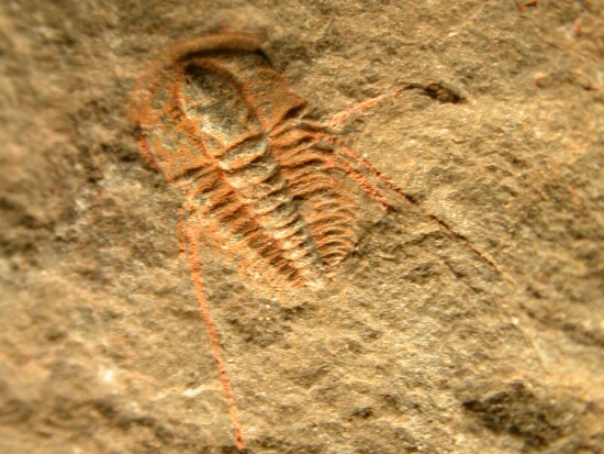 Fallotaspis Trilobite from Morocco