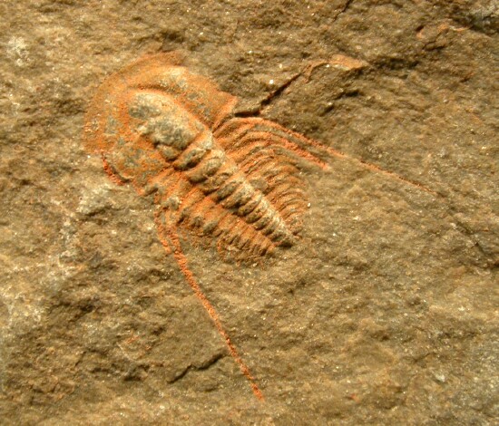 Fallotaspis typical Oldest Trilobite Genus