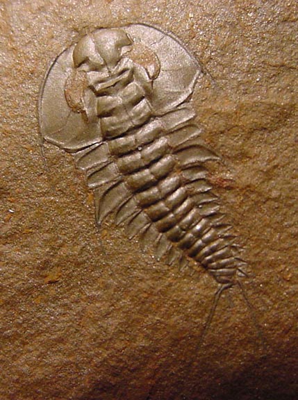 Mesonacis eagerensis Redlichiida Trilobite from Eager Formation British Columbia