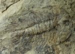 Yiliangellina Trilobites