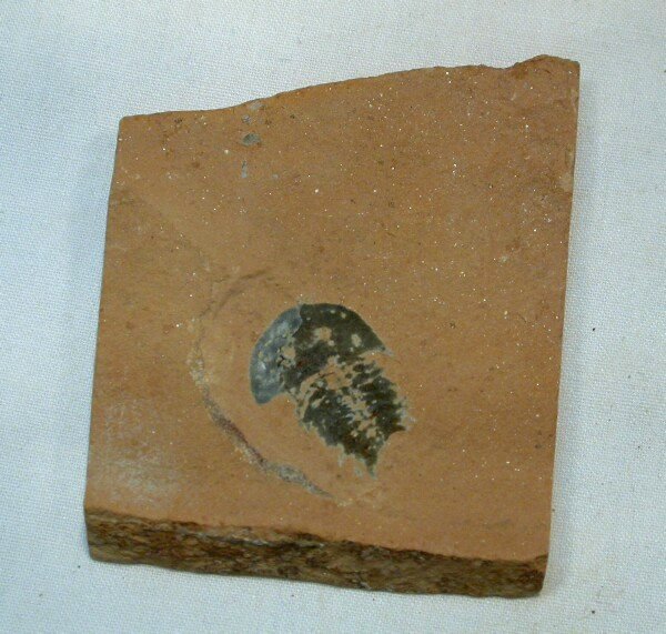 Lamellipedia Trilobitomorpha