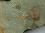 Xiphosurida Trilobite Relative