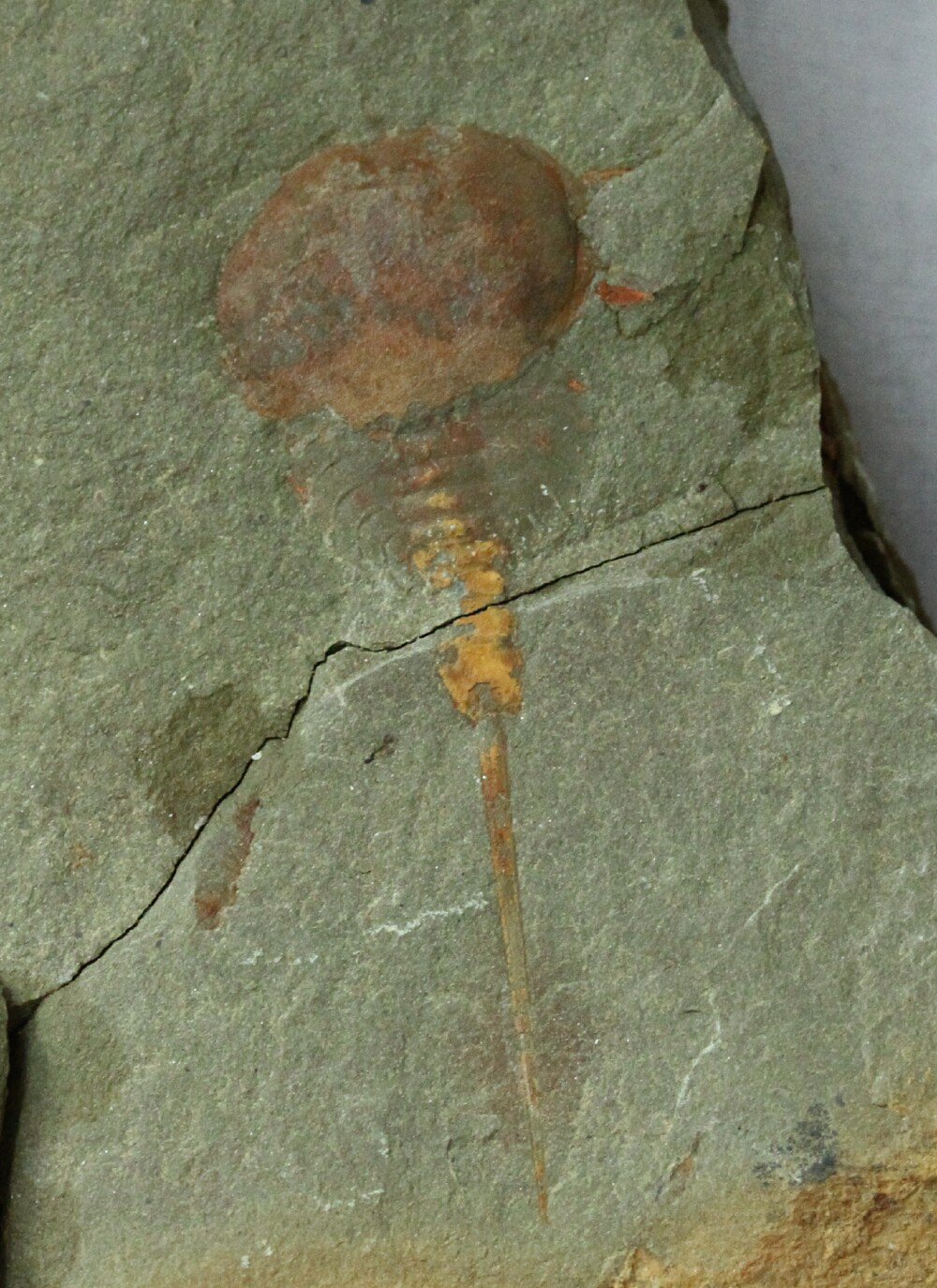 Xiphosurida Horseshoe Crab Ancestor Trilobite Relative